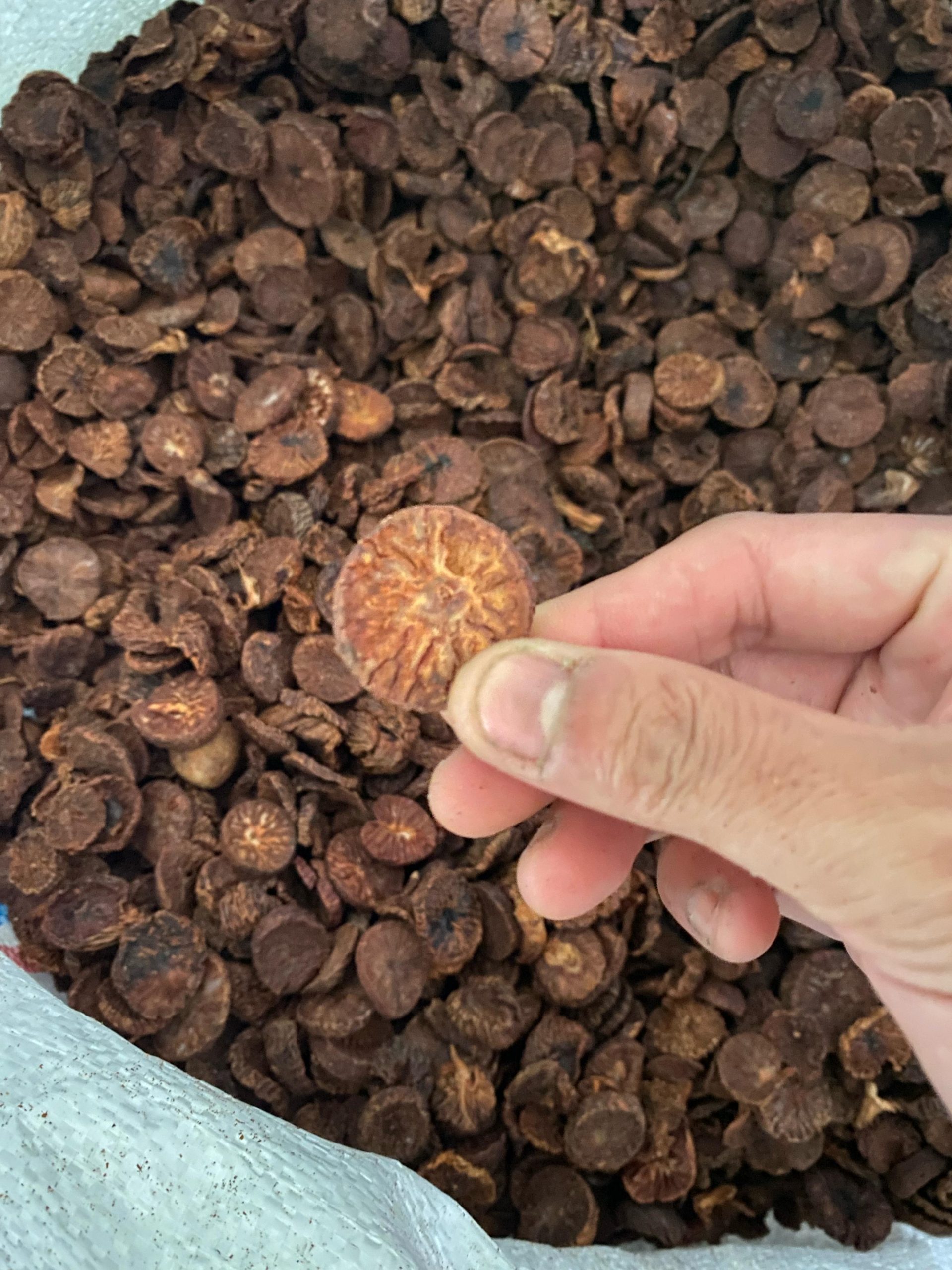 Suppliers Areca Nut Suppliers Areca Nut